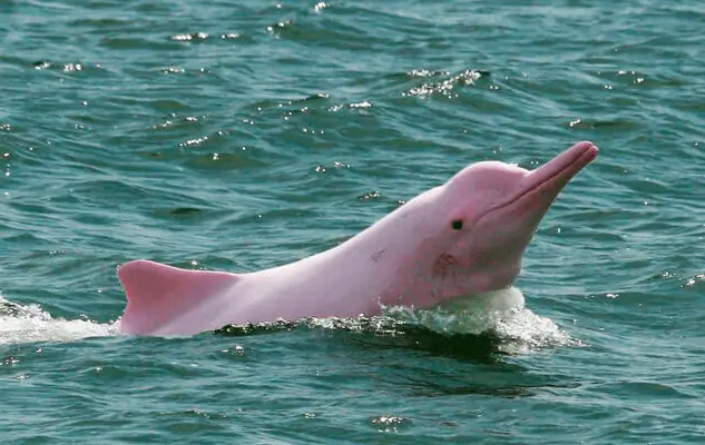 amazon pink dolphin